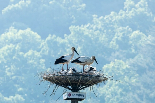 야생번식에 성공하는 천연기념물 황새, 매년 증가.png