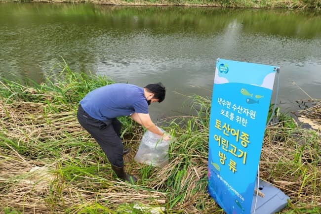 경기도, 모기 퇴치 위해 고양 등 8개 시군 하천에 미꾸리 6만 마리 방류.jpg