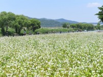 생태하천과-성남시 수정구 수진동 1690-1 번지 일대 탄천변에 군락 이룬 메밀꽃1.jpg