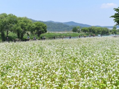생태하천과-성남시 수정구 수진동 1690-1 번지 일대 탄천변에 군락 이룬 메밀꽃1.jpg