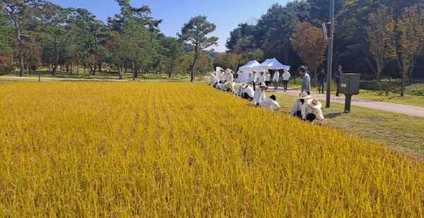 초등학생 자녀와 세종대왕 위토답에서 수확의 기쁨 체험하세요.png